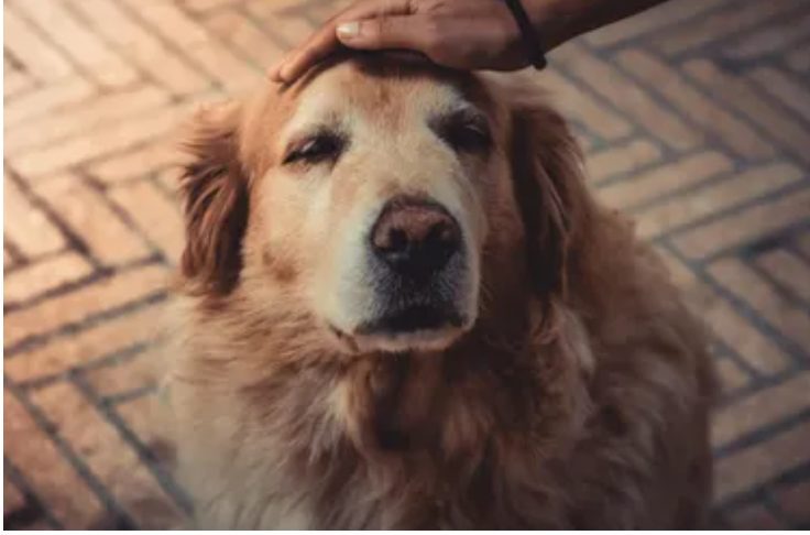 We stonden op het punt onze golden retriever weg te doen omdat hij tegen de oppas blafte – maar toen ik de camerabeelden bekeek, was ik geschokt