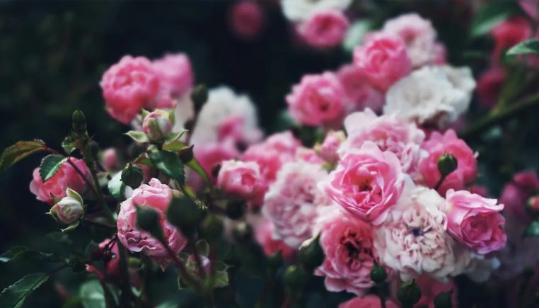 Mijn toekomstige schoonzus heeft mijn tuin verpest voor haar bruiloft – mijn huwelijkscadeau maakte haar sprakeloos