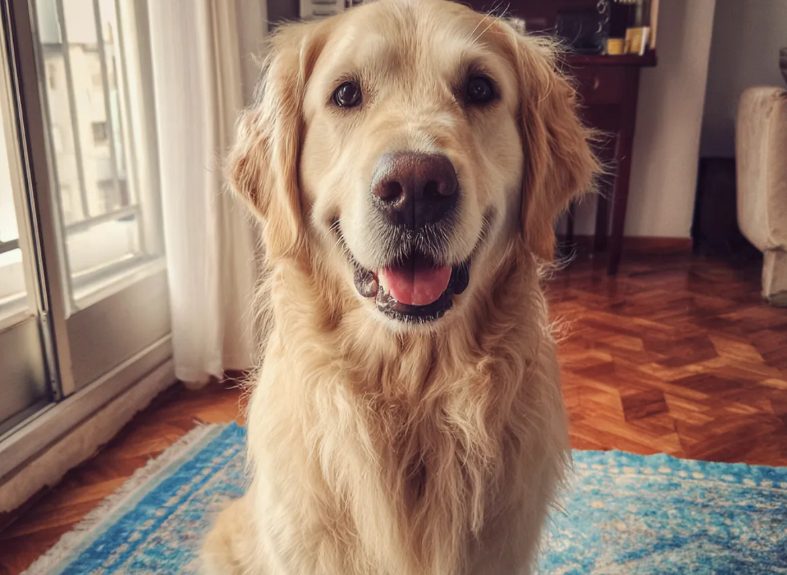 Ik gaf bijna mijn hele salaris aan een dakloze vrouw met een hond – Zes maanden later kreeg ik een brief van haar