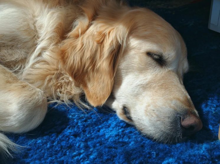 Ik gaf bijna mijn hele salaris aan een dakloze vrouw met een hond – Zes maanden later kreeg ik een brief van haar