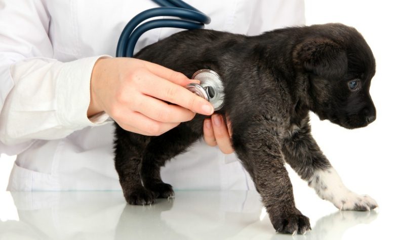 Een mysterieuze doos verscheen – en de dierenarts zei: “Misschien moet je even gaan zitten”