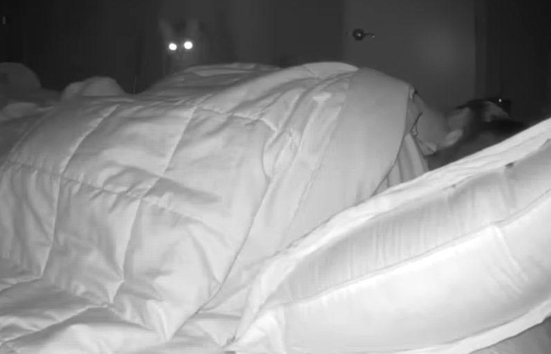 De nacht waarop onze kat een geheime kant van haar persoonlijkheid onthulde