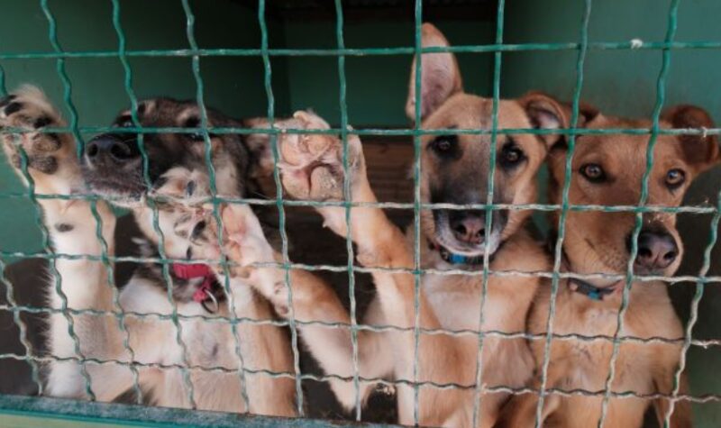 Een mysterieuze doos verscheen – en de dierenarts zei: “Misschien moet je even gaan zitten”