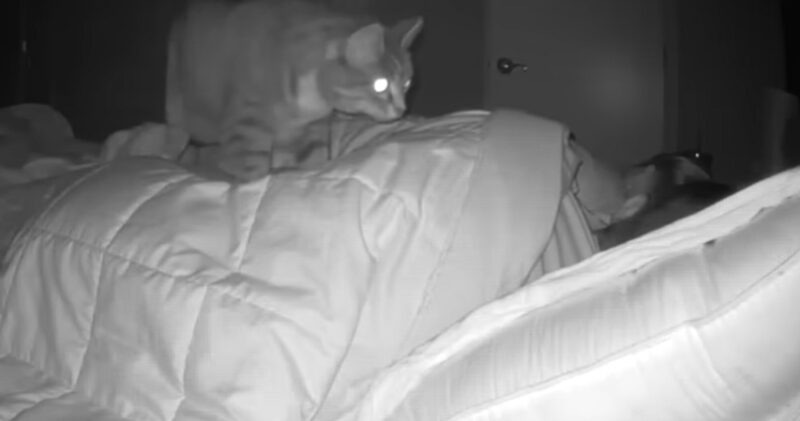 De nacht waarop onze kat een geheime kant van haar persoonlijkheid onthulde