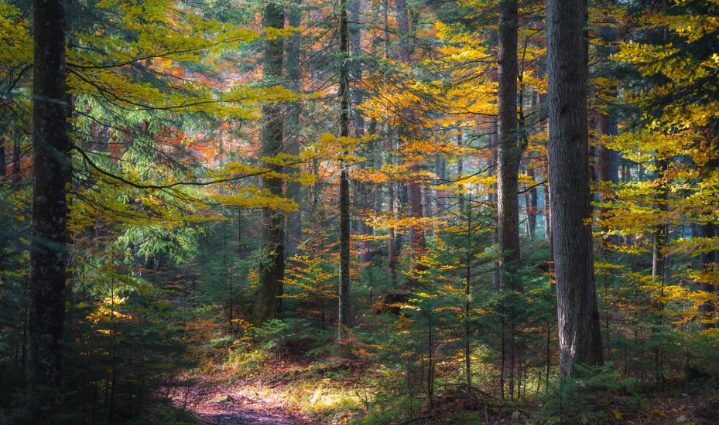 De ochtend nadat ik twee verlaten tweelingen uit het bos mee naar huis nam, hoorde ik vreemde geluiden uit de kamer van mijn dochter