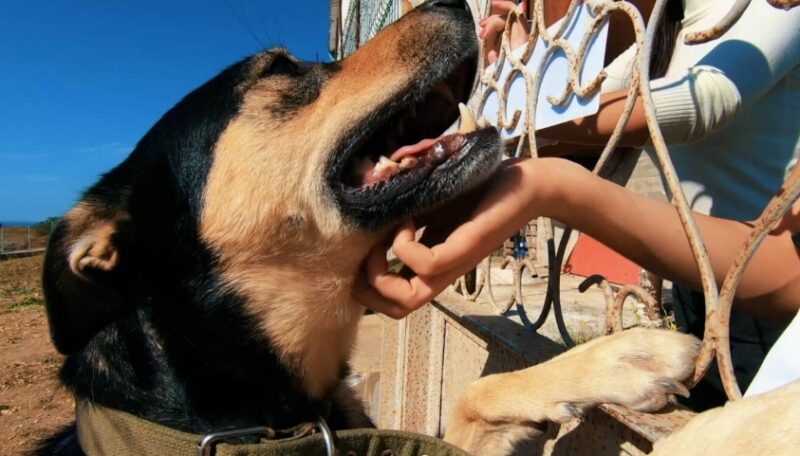 Een mysterieuze doos verscheen – en de dierenarts zei: “Misschien moet je even gaan zitten”