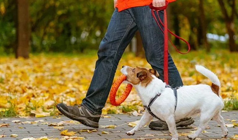 De ochtend nadat ik twee verlaten tweelingen uit het bos mee naar huis nam, hoorde ik vreemde geluiden uit de kamer van mijn dochter