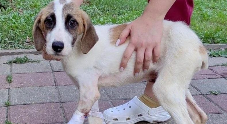 Een mysterieuze doos verscheen – en de dierenarts zei: “Misschien moet je even gaan zitten”