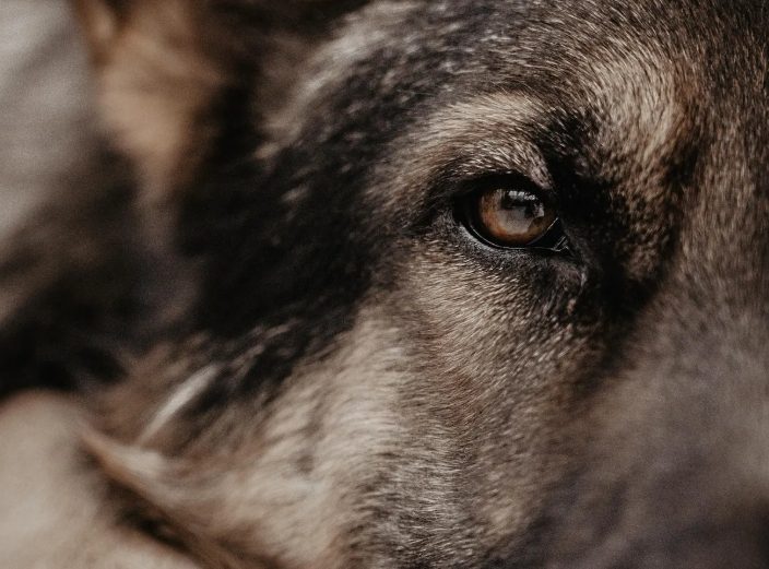 Ik gaf eten aan een hongerige veteraan en zijn hond – Een maand later sleepte mijn baas me woedend naar zijn kantoor, en mijn hele leven werd op zijn kop gezet.