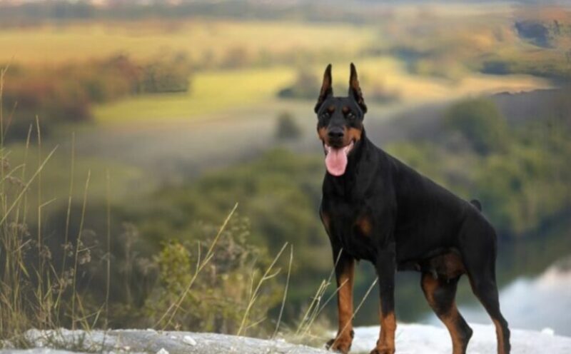 “We lieten onze verlamde zoon alleen met onze dobermann — een half uur later gebeurde iets wat niemand had verwacht”