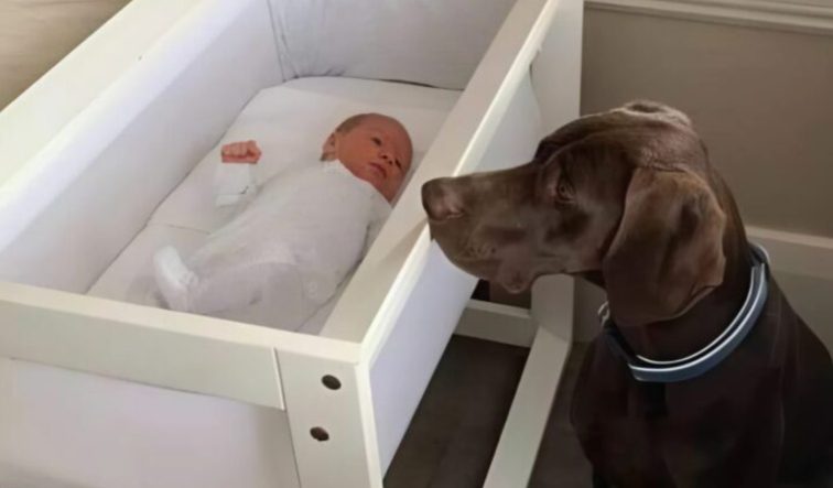 “We lieten onze verlamde zoon alleen met onze dobermann — een half uur later gebeurde iets wat niemand had verwacht”
