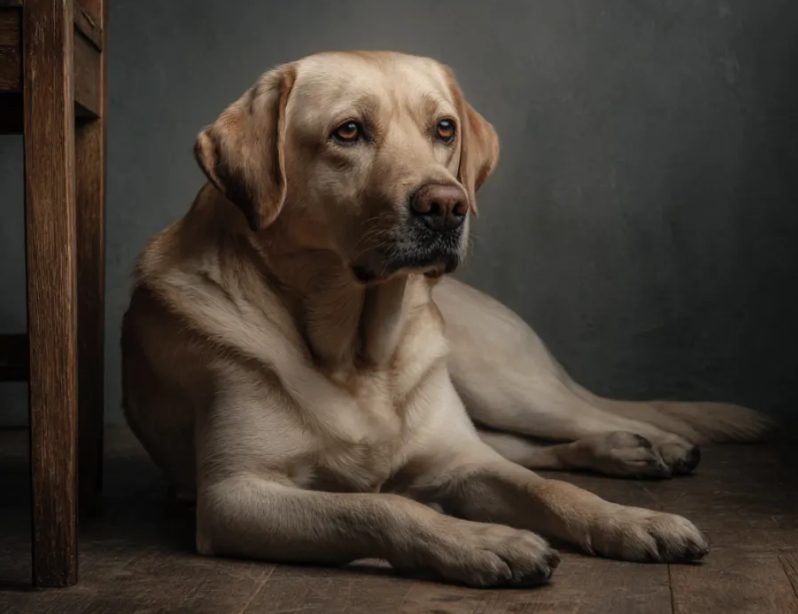 Mijn grootmoeder liet 100.000 dollar na aan mijn hebzuchtige neef – Het enige wat ik kreeg was haar oude hond, die een geheim bleek te verbergen