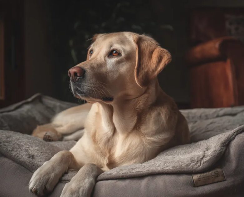 Mijn grootmoeder liet 100.000 dollar na aan mijn hebzuchtige neef – Het enige wat ik kreeg was haar oude hond, die een geheim bleek te verbergen