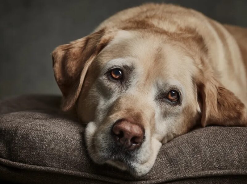 Mijn grootmoeder liet 100.000 dollar na aan mijn hebzuchtige neef – Het enige wat ik kreeg was haar oude hond, die een geheim bleek te verbergen