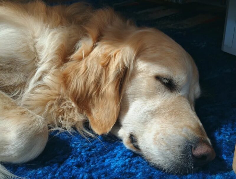 Ik gaf bijna mijn hele salaris aan een dakloze vrouw met een hond – Zes maanden later kreeg ik een brief van haar.