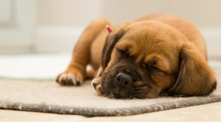 Onze buurvrouw vernielde het huis van de puppy van mijn zoon — karma was sneller dan ik.