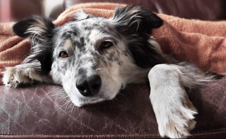 Mijn buurvrouw noemde mijn asielhonden ‘walgelijk’ en zei dat ik van ze af moest – Ik ben 75 jaar oud en zij leerde al snel een les