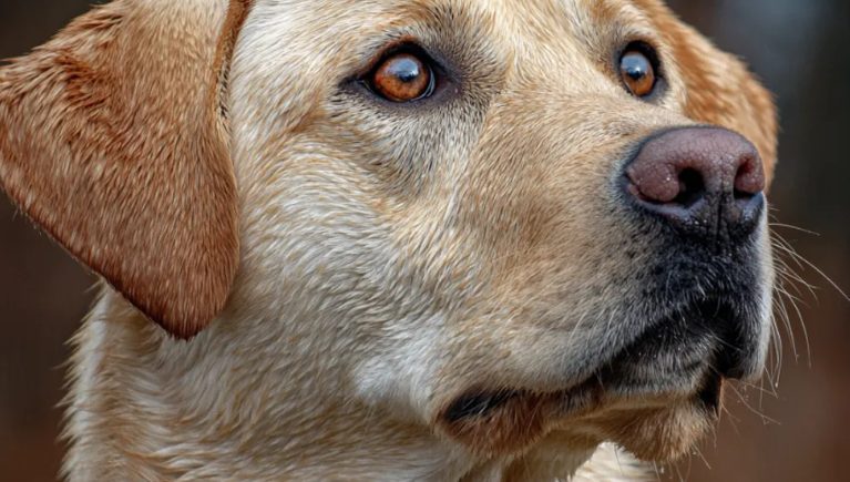 Ik ontdekte dat het medaillon aan de halsband van de hond van mijn overleden man open kon – wat hij erin had verstopt, maakte me misselijk.