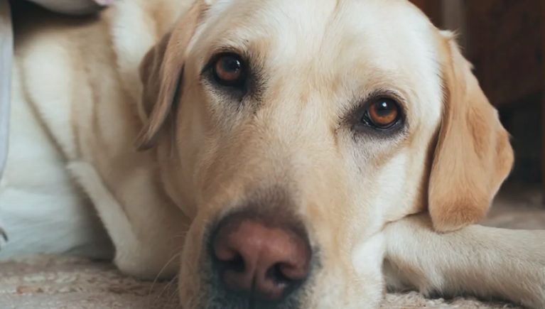 Ik ontdekte dat het medaillon aan de halsband van de hond van mijn overleden man open kon – wat hij erin had verstopt, maakte me misselijk.